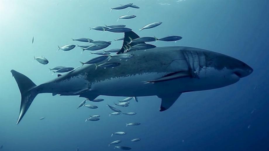 Sur l'image, un requin blanc sur l'île de Guadalupe, au Mexique. Photo: JÉSUS ERICK HIGUERA RIVAS