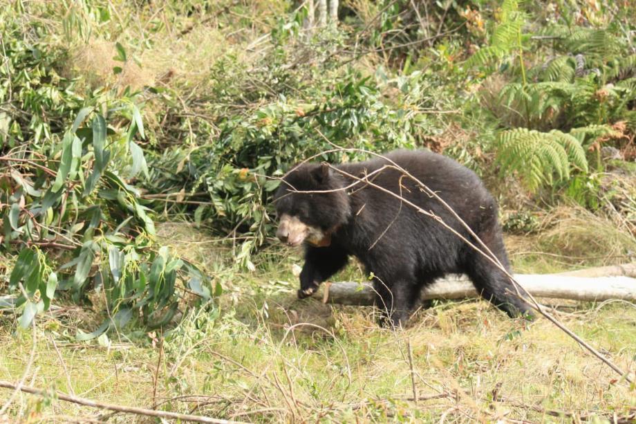 En 2021, 12 968 animaux sauvages ont été relâchés en Colombie